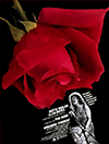 The Rose